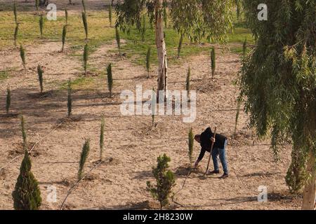 Mossoul, Irak.25 novembre 2021.Vue générale des arbres plantés sur le campus de l'Université technique du Nord.des volontaires iraquiens de la Fondation Mosul Eye ont commencé à planter des milliers d'arbres dans la ville ravagée par la guerre de Mosul, dans le but d'écologiser Mosul et de lutter contre la désertification, ils ont planté les 300 premiers arbres d'acacia,le cyprès et le citron dans le sol dans un projet vise à planter 5,000 arbres dans toute la ville de Mossoul, dans le nord du pays, qui souffre encore de la destruction et de la dévastation causées par la guerre contre l'EI.Crédit : SOPA Images Limited/Alamy Live News Banque D'Images