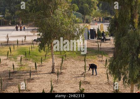 Mossoul, Irak.25 novembre 2021.Vue générale des arbres plantés sur le campus de l'Université technique du Nord.des volontaires iraquiens de la Fondation Mosul Eye ont commencé à planter des milliers d'arbres dans la ville ravagée par la guerre de Mosul, dans le but d'écologiser Mosul et de lutter contre la désertification, ils ont planté les 300 premiers arbres d'acacia,le cyprès et le citron dans le sol dans un projet vise à planter 5,000 arbres dans toute la ville de Mossoul, dans le nord du pays, qui souffre encore de la destruction et de la dévastation causées par la guerre contre l'EI.Crédit : SOPA Images Limited/Alamy Live News Banque D'Images