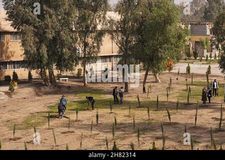 Mossoul, Irak.25 novembre 2021.Vue générale des arbres plantés sur le campus de l'Université technique du Nord.des volontaires iraquiens de la Fondation Mosul Eye ont commencé à planter des milliers d'arbres dans la ville ravagée par la guerre de Mosul, dans le but d'écologiser Mosul et de lutter contre la désertification, ils ont planté les 300 premiers arbres d'acacia,le cyprès et le citron dans le sol dans un projet vise à planter 5,000 arbres dans toute la ville de Mossoul, dans le nord du pays, qui souffre encore de la destruction et de la dévastation causées par la guerre contre l'EI.Crédit : SOPA Images Limited/Alamy Live News Banque D'Images