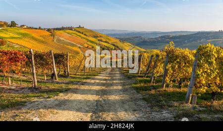 Belles collines et vignobles en automne autour du village de Treiso.Dans la région de Langhe, Cuneo, Piémont, Italie. Banque D'Images