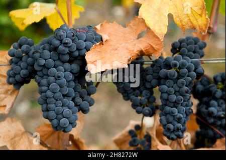 Raisin Gamay Noir biologique mûr sur la vigne dans un vignoble situé dans la vallée de l'Okanagan, Colombie-Britannique, Canada. Banque D'Images