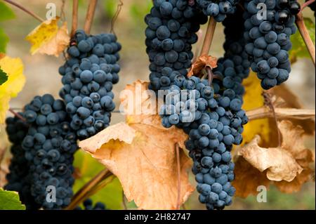 Raisin Gamay Noir biologique mûr sur la vigne dans un vignoble situé dans la vallée de l'Okanagan, Colombie-Britannique, Canada. Banque D'Images