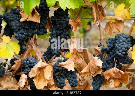 Raisin Gamay Noir biologique mûr sur la vigne dans un vignoble situé dans la vallée de l'Okanagan, Colombie-Britannique, Canada. Banque D'Images