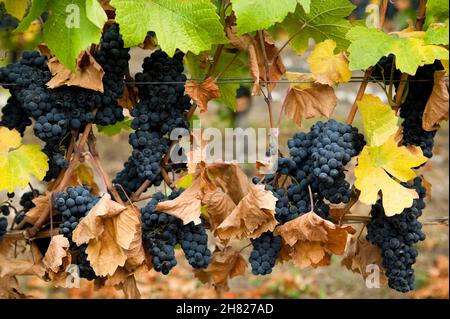 Raisin Gamay Noir biologique mûr sur la vigne dans un vignoble situé dans la vallée de l'Okanagan, Colombie-Britannique, Canada. Banque D'Images