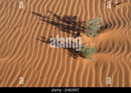 Ondulations de sable et plantes non identifiées au parc national Coral Pink Sand Dunes, Utah Banque D'Images