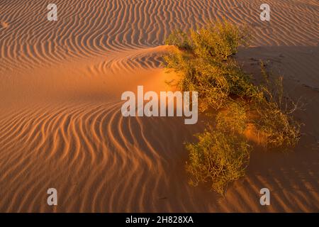 Ondulations de sable et plantes non identifiées au parc national Coral Pink Sand Dunes, Utah Banque D'Images