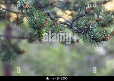 petit cône de pin poussant sur un arbre dans une forêt Banque D'Images