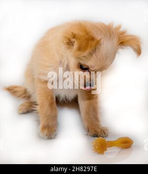 Jouets dentaires et de dentition pour chiens Banque D'Images