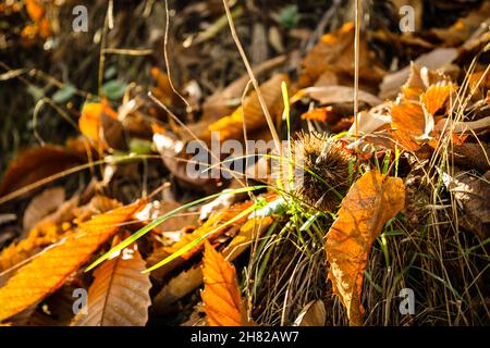 Forêt de châtaigniers châtaignier et des fruits dans la vallée du Genal, province de Malaga. L'Espagne. Banque D'Images