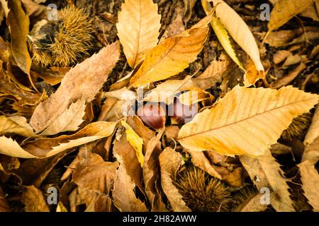 Forêt de châtaigniers châtaignier et des fruits dans la vallée du Genal, province de Malaga. L'Espagne. Banque D'Images