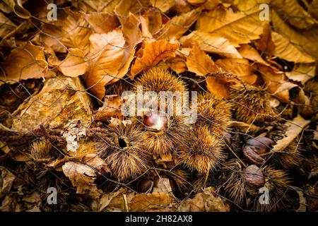 Forêt de châtaigniers châtaignier et des fruits dans la vallée du Genal, province de Malaga. L'Espagne. Banque D'Images