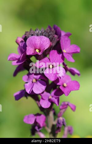 Gros plan vertical sur un wallflower violet, Erysimum cheiri dans le jardin Banque D'Images