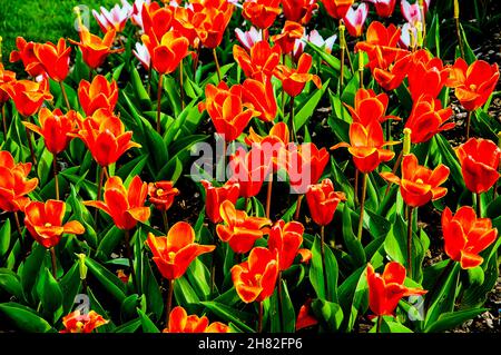 Fleurs et plantes dans les jardins des ruines de l'abbaye de Whalley dans le Lancashire de la vallée de Ribble qui a été dissous par l'édit du roi Henry 8th Banque D'Images