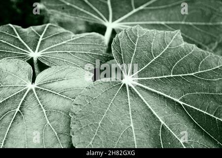 Feuilles de plante florale de Sthalpadma, Hibiscus mutabilis, également connu sous le nom de la rose confédérée, rosemallow de Dixie, rose de coton ou rosemallow de coton, Howrah, Banque D'Images