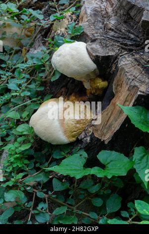 Champignon polyporeux, un champignon commun sur le vieux tronc d'arbre.Howrah, Bengale-Occidental, Inde. Banque D'Images