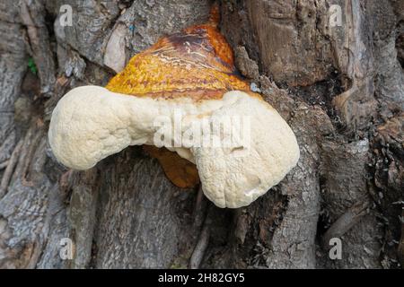 Grand champignon polyporeux, un champignon commun sur le vieux tronc d'arbre.Howrah, Bengale-Occidental, Inde. Banque D'Images