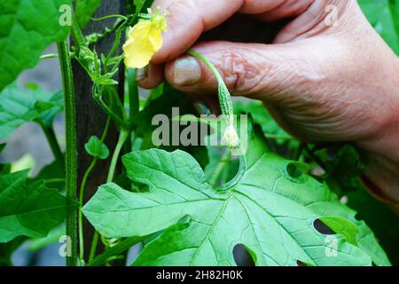 La corolle aka karela a un goût amer mais bon pour la santé. Femme âgée montrant un bourgeon de fleurs de Corolla dans son jardin. Howrah, Bengale-Occidental, Inde Banque D'Images