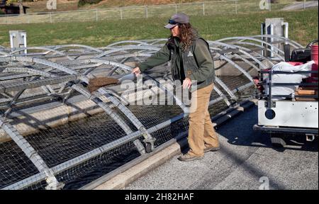 Technicien nourrissant les petits dans la voie de passage, Shepherd of the Hills Fish Hatchery, conservation Centre. Banque D'Images