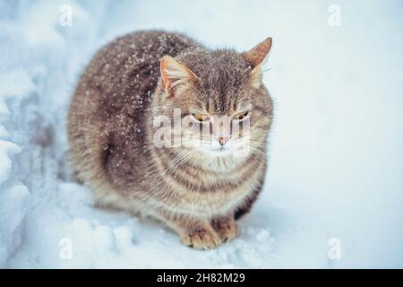 Portrait de chat gris mignon assis dans la neige en hiver Banque D'Images