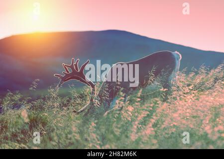 Cerf paître dans un pré en Laponie au coucher du soleil sur un fond de montagne Banque D'Images