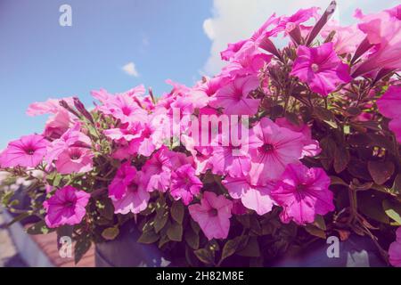 pétunia fleurit contre le ciel bleu.Fond floral nature Banque D'Images