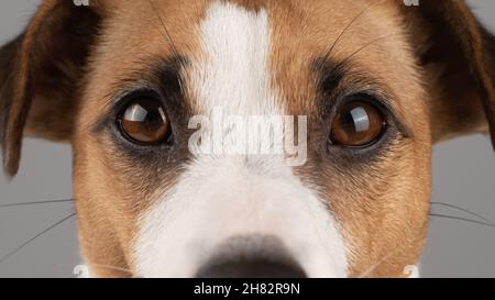 Portrait court de Jack Russell terrier. Banque D'Images