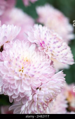 De belles fleurs de chrysanthème d'automne pour cartes postales. Banque D'Images