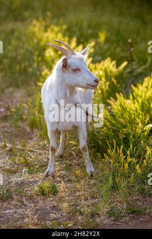 La chèvre blanche cornée est grise dans un pré ensoleillé d'été. Banque D'Images