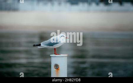 Mouette sur un pilier en fer blanc contre le fond de la mer dans le flou. Pilier rouillé Banque D'Images