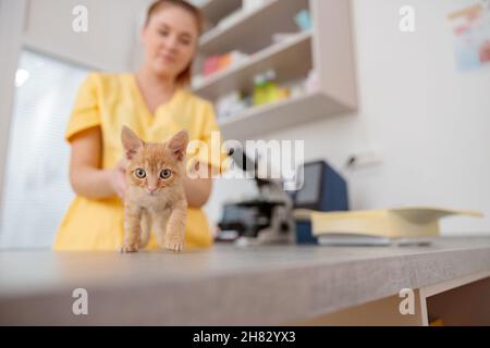 Petit chaton en train d'examiner dans la clinique vétérinaire Banque D'Images