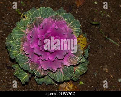 détail de chou-fleur ornemental coloré, dans le jardin Banque D'Images