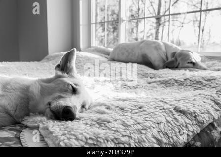 Prise de vue en niveaux de gris de chiens de berger blanc de Porcelaine et de Berger suisse dormant sur un lit Banque D'Images