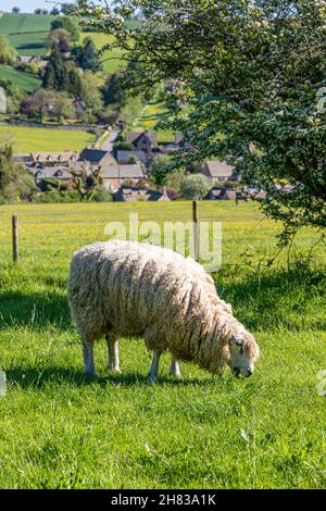 Un mouflon paître en juin sur la colline au-dessus du village de Cotswold de Naunton, Gloucestershire Royaume-Uni Banque D'Images