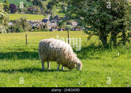 Un mouflon paître en juin sur la colline au-dessus du village de Cotswold de Naunton, Gloucestershire Royaume-Uni Banque D'Images