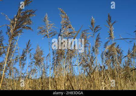 phragmites roseau têtes de graines de marais soufflant dans le vent Banque D'Images