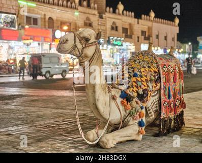 Portrait d'un joli chameau assis sur la place de la ville le soir.Animaux de compagnie, concept de voyage Banque D'Images