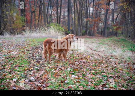 Vue latérale sur le Golden Retriever en arrière-plan des bois d'automne Banque D'Images