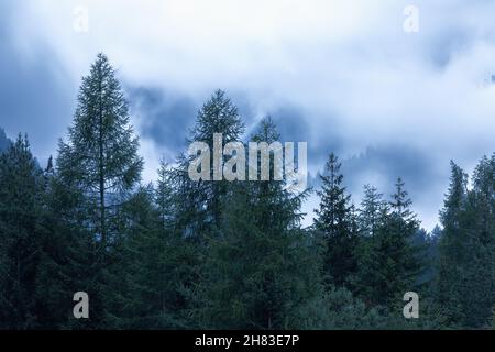 Brouillard épais dans une forêt de conifères mystique des Alpes italiennes Banque D'Images