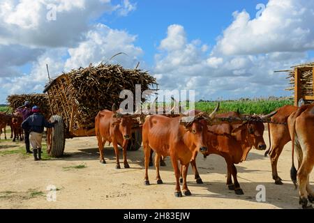 Chariot de boeuf, canne à sucre, récolte de canne à sucre, République dominicaine, Caraïbes,Amérique |Ochsenkarre, Zuckerrohr, Zuckerrohrernte, Dominikanische Republik, Kar Banque D'Images