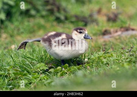 Egyptien Goose (Alopochen aegyptiaca), gosling étirement de la jambe, Basse-Saxe, Allemagne Banque D'Images