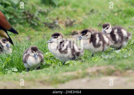 Oies égyptiennes (Alopochen aegyptiaca), oisons au repos, Basse-Saxe, Allemagne Banque D'Images