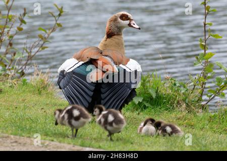 Egyptian Goose (Alopochen aegyptiaca), homme regardant sur des oisons, Basse-Saxe, Allemagne Banque D'Images