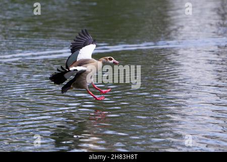 Egyptian Goose (Alopochen aegyptiaca), en vol, atterrissage sur le lac, Basse-Saxe, Allemagne Banque D'Images