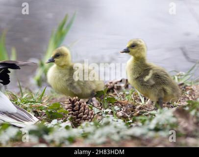 Graylag Goose, (Anser anser), deux oisons, Basse-Saxe - Allemagne Banque D'Images