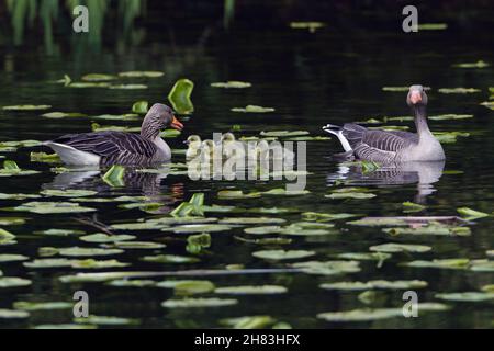 Gréylag Oies, (Anser anser), oiseaux parents sur le lac avec des oisons, Basse-Saxe, Allemagne, Banque D'Images