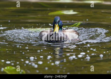 Mallard, (Anas platyrhynchos), drake, Basse-Saxe, Allemagne Banque D'Images