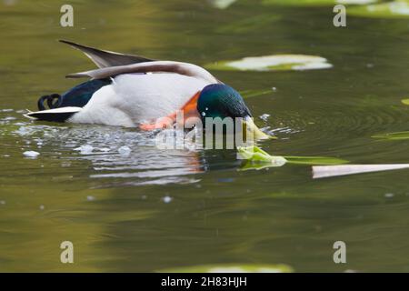 Mallard, (Anas platyrhynchos), drake, sur le lac, se prêtant,Basse-Saxe, Allemagne Banque D'Images