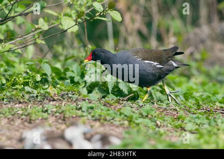 Moorhen, (Gallinula chloropus), marche sur terre, Basse-Saxe - Allemagne Banque D'Images