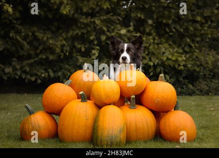 Chien de Collie à bordure noire et blanche assis derrière le groupe de citrouilles à l'extérieur.Animal domestique dans le jardin vert avec légumes orange. Banque D'Images