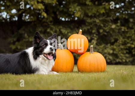 Le joli Collie border se trouve devant trois citrouilles d'orange dans le jardin.Adorable chien noir et blanc pendant les fêtes de fin d'année. Banque D'Images
